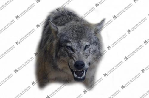 wolf_7